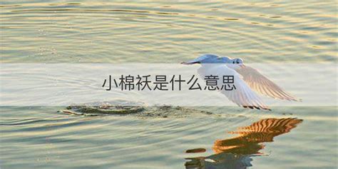 小棉襖是男孩還是女孩(小棉襖是男孩還是女孩的意思)縮略圖