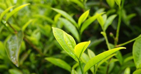 單叢茶產地哪里,興寧單叢茶產地哪里縮略圖