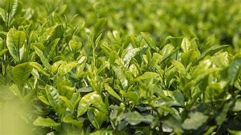 三炮臺(tái)茶葉是什么茶葉(三炮臺(tái)茶葉是什么茶葉?)縮略圖