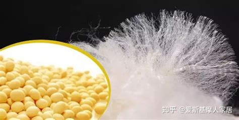 空調(diào)被大豆纖維好還是棉花的好(大豆纖維空調(diào)被直播熱賣)縮略圖