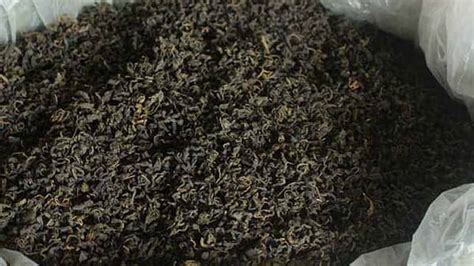 青錢柳降糖茶真有效嗎,青錢柳降糖茶真有效嗎論壇縮略圖