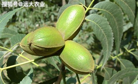碧根果是什么樹(shù)的果實(shí)(碧根果是什么樹(shù)的果實(shí)及功效)縮略圖