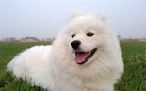 薩摩耶犬圖片,薩摩耶犬圖片及價格縮略圖