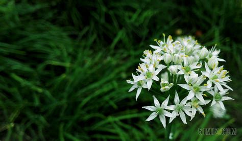 韭菜花,韭菜花怎么做好吃縮略圖