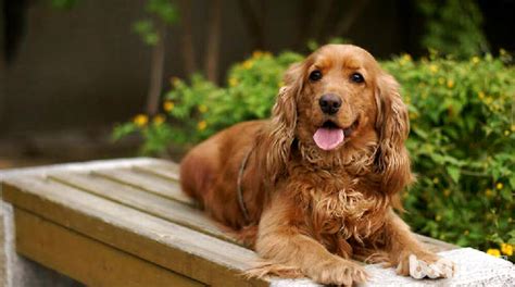 可卡犬屬于什么型犬,可卡犬為什么不建議養(yǎng)縮略圖