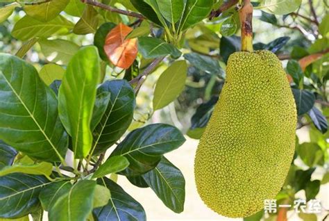 木菠蘿,木菠蘿的營(yíng)養(yǎng)價(jià)值及功效縮略圖