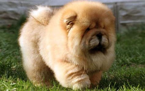 松獅犬的圖片(松獅犬的圖片大全)縮略圖