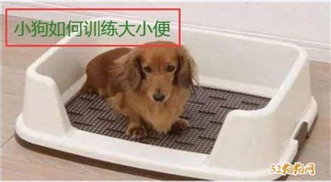 巨貴怎么訓(xùn)練大小便,怎么訓(xùn)練巨貴犬戶外大小便縮略圖