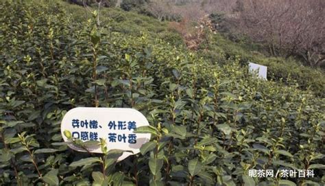 碧螺春產地在哪個省份(碧螺春產地在哪個省份最好)縮略圖