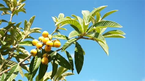 加應(yīng)子和話梅的區(qū)別(加應(yīng)子和話梅有什么區(qū)別)縮略圖