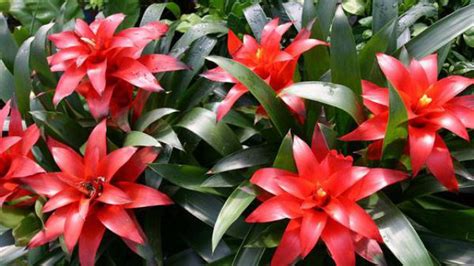 鴻運(yùn)當(dāng)頭花朵不紅了怎么辦(鴻運(yùn)當(dāng)頭會(huì)開第二次花嗎)縮略圖
