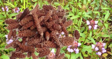 昆布海藻夏枯草治甲狀腺結(jié)節(jié)(昆布海藻夏枯草的作用和功效)縮略圖