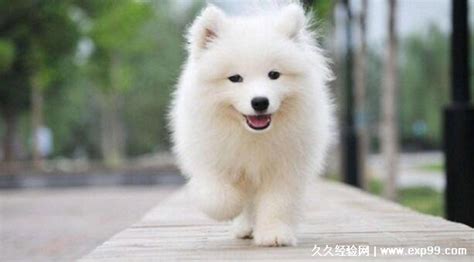 薩摩耶犬純種多少錢一只(薩摩耶犬純種多少錢一只幼犬)縮略圖