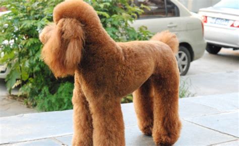 巨貴犬好養(yǎng)嗎,巨貴犬好養(yǎng)嗎?優(yōu)缺點(diǎn)有哪些縮略圖