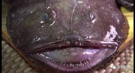 鮟鱇魚好吃嗎(啵啵魚好吃嗎)縮略圖