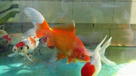 草金魚一年能長多少厘米(2一3厘米草魚苗一年能長多大)縮略圖