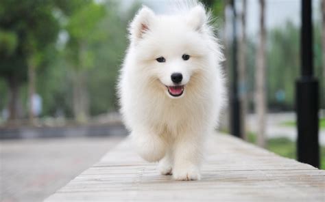 薩摩耶犬幼犬價格(薩摩耶犬幼犬價格多少錢一只)縮略圖
