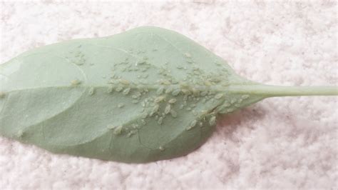 護舒寶蟲卵事件,護舒寶蟲卵事件真的嗎縮略圖