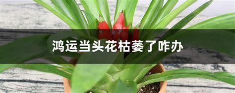鴻運(yùn)當(dāng)頭花枯萎了咋辦(鴻運(yùn)當(dāng)頭的花枯萎了怎么辦呢)縮略圖