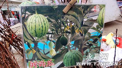西瓜樹長什么樣(西瓜樹長什么樣圖片)縮略圖