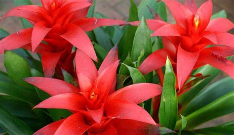 鴻運(yùn)當(dāng)頭花怎么養(yǎng)著花顏?zhàn)儨\了,鴻運(yùn)當(dāng)頭花怎么養(yǎng)縮略圖
