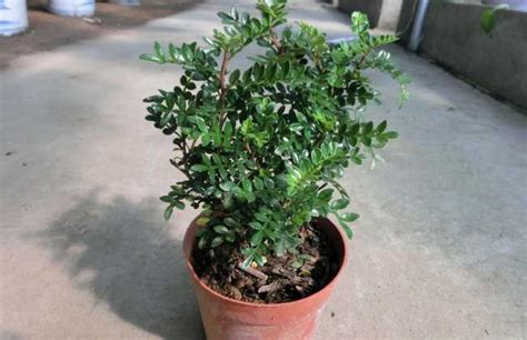 清香木花怎么養(yǎng),清香木花怎么養(yǎng)殖縮略圖