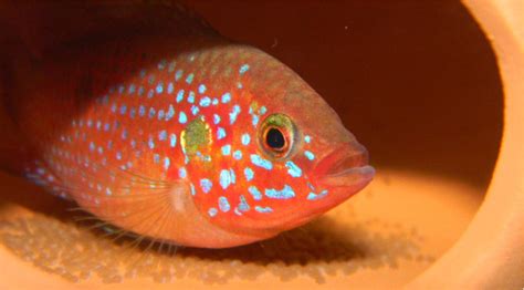 紅寶石魚(yú)產(chǎn)卵后是否魚(yú)卵分離,紅寶石魚(yú)產(chǎn)卵后是否魚(yú)卵分離怎么樣分開(kāi)縮略圖