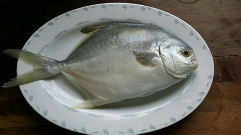 金昌魚怎么吃(南極金昌魚怎么吃)縮略圖
