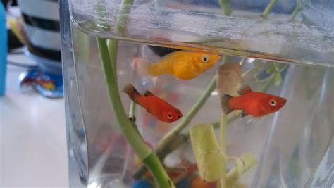 瑪麗魚生的小魚都死了是因為什么,瑪麗魚生的小魚過一會都死了縮略圖