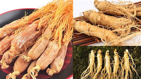 太子參和人參的區(qū)別(太子參和人參的區(qū)別是什么)縮略圖