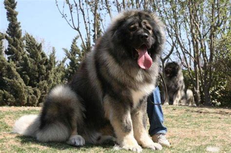 高加索(高加索犬)縮略圖