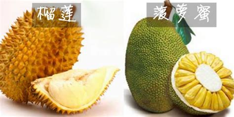 木菠蘿和菠蘿蜜有什么區(qū)別,木菠蘿和菠蘿蜜有什么區(qū)別嗎縮略圖