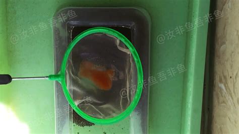 豐年蝦孵化后能活多久,豐年蝦怎么養殖和繁殖縮略圖