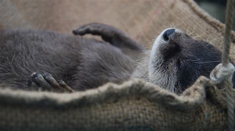 水獺動(dòng)物(水獺動(dòng)物園可愛(ài)視頻)縮略圖