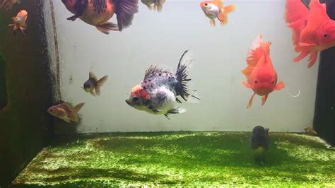百褶裙泰獅,百褶裙泰獅金魚(yú)怎么養(yǎng)縮略圖