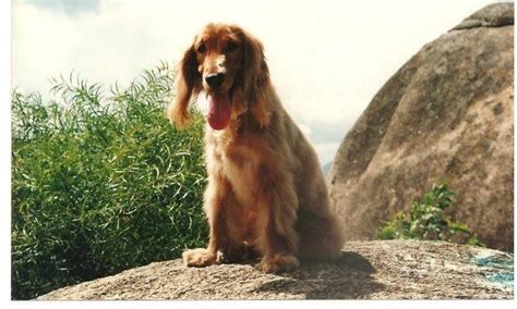 可卡犬優(yōu)缺點(diǎn)適合什么人養(yǎng)(可卡犬為什么不建議養(yǎng))縮略圖