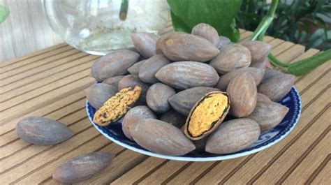 香榧子哪里產的好,香榧子哪里產的好吃縮略圖