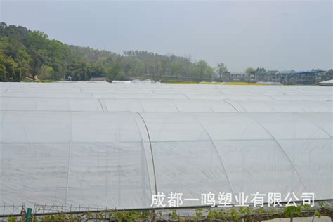 大棚膜廠(chǎng)家排名(山東大棚膜廠(chǎng)家排名)縮略圖