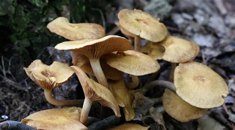 蘑菇種類(lèi)大全及圖片(蘑菇種類(lèi)大全及圖片視頻)縮略圖
